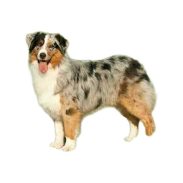 Australian Shepherd - Image 2