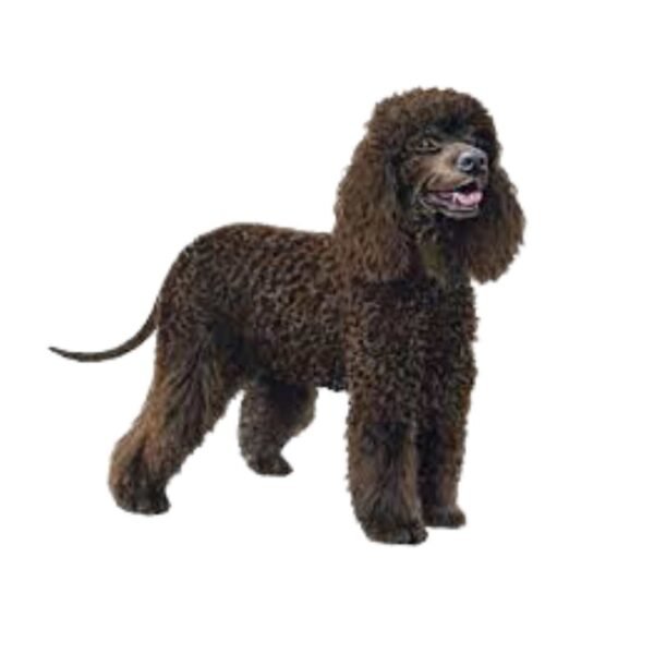 Irish Spaniel - Image 2