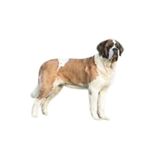 Saint Bernard - Image 2