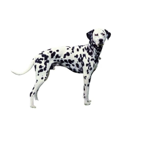 Dalmatian - Image 2