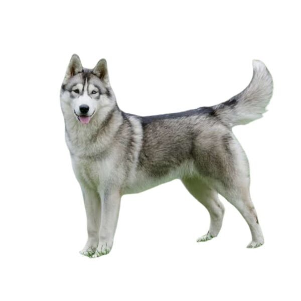Siberian Husky - Image 2