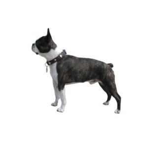 Boston terrier