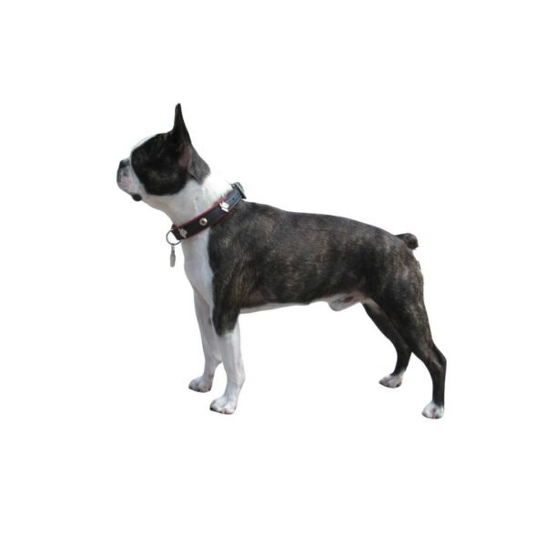 Boston terrier