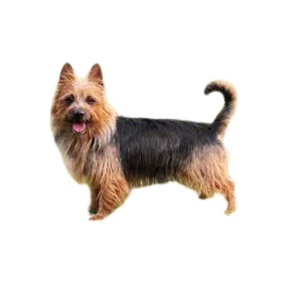 Australian Terrier - Image 2