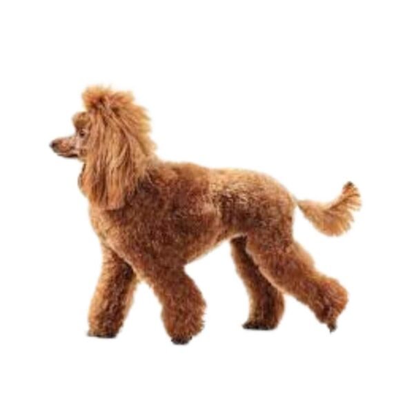 Poodle - Image 2