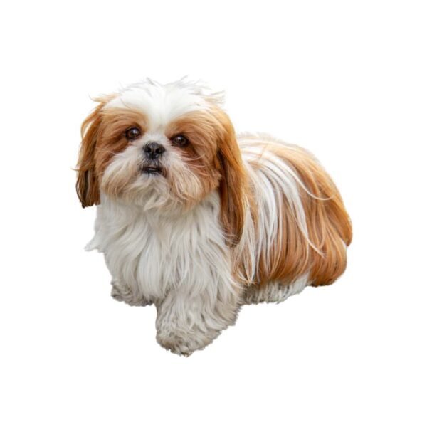 Shih Tzu - Image 2