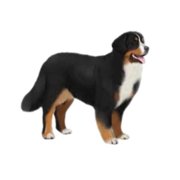 Bernese Mountain - Image 2