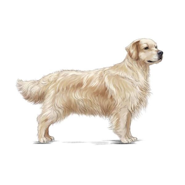 Golden Retriever - Image 2