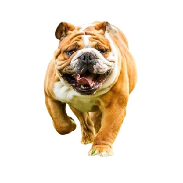 Bulldog - Image 2