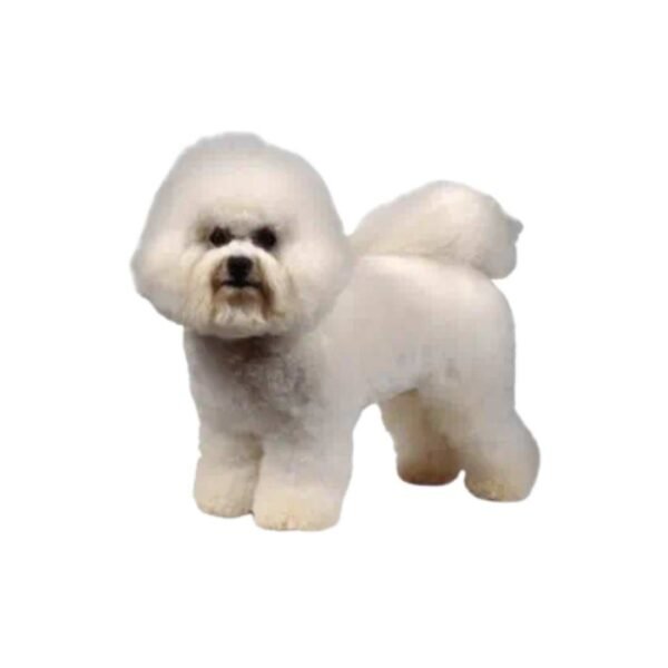 Bichon Frise - Image 2