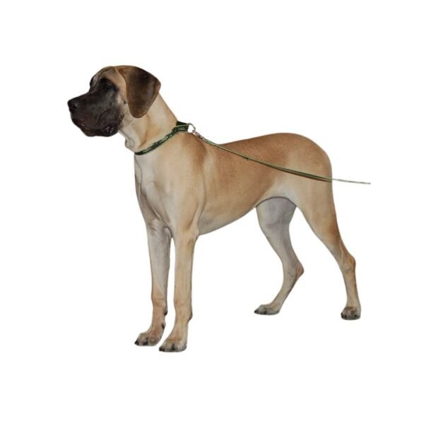 great dane - Image 2