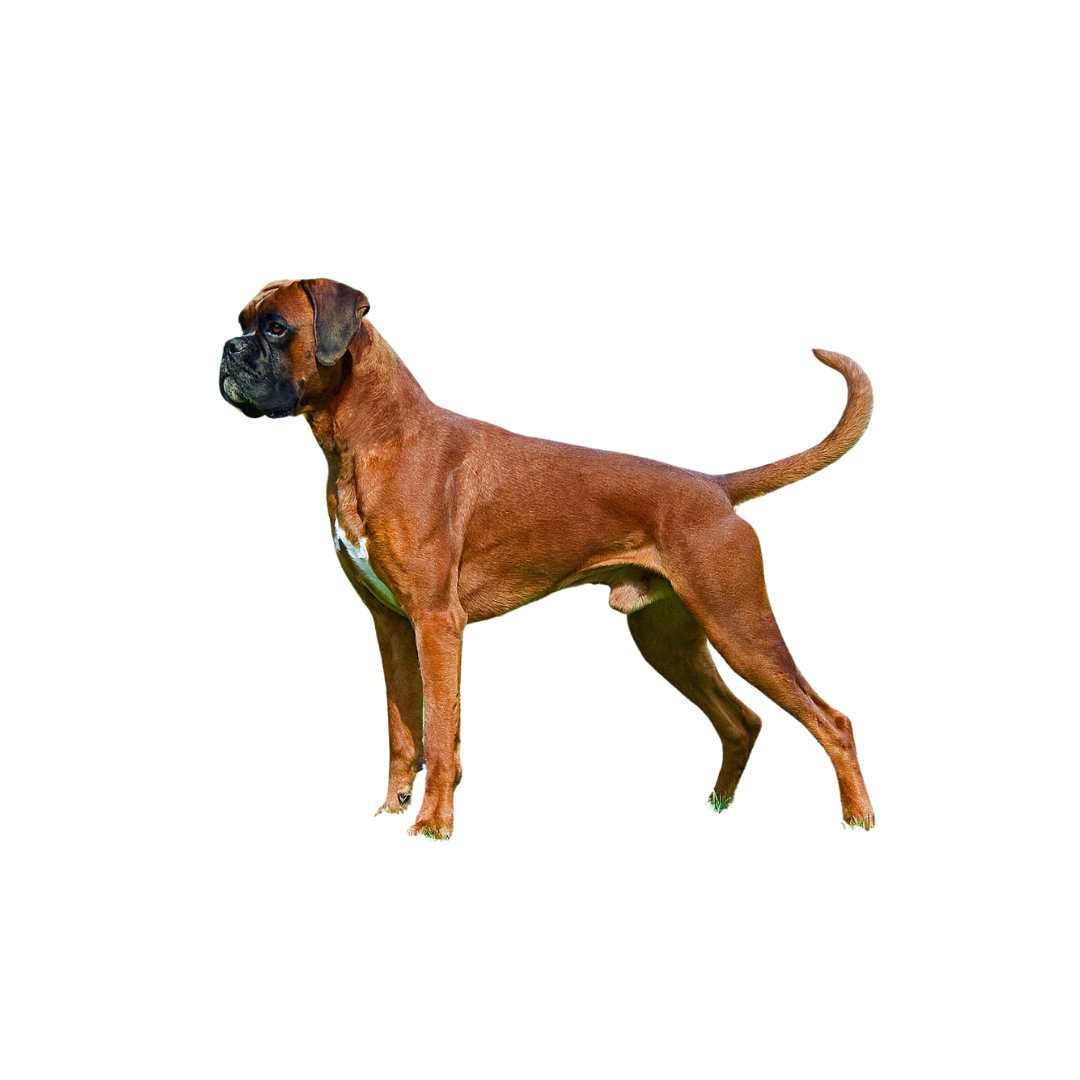 Boxer - Image 2
