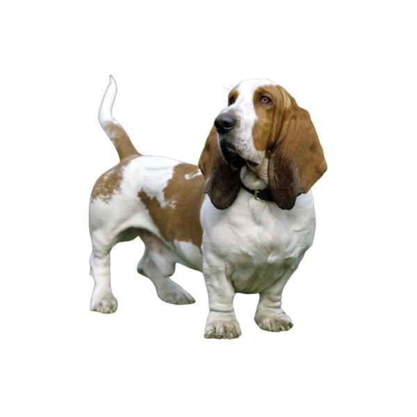 Basset Hound - Image 2