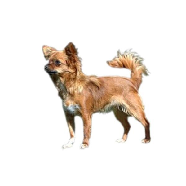 chihuahua - Image 2