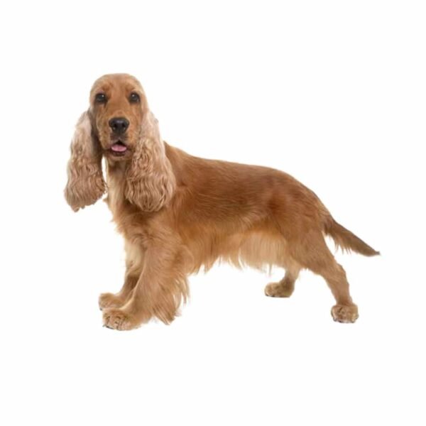 Cocker Spaniel - Image 2