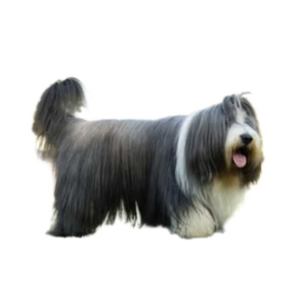 Bearded Collie - Image 2