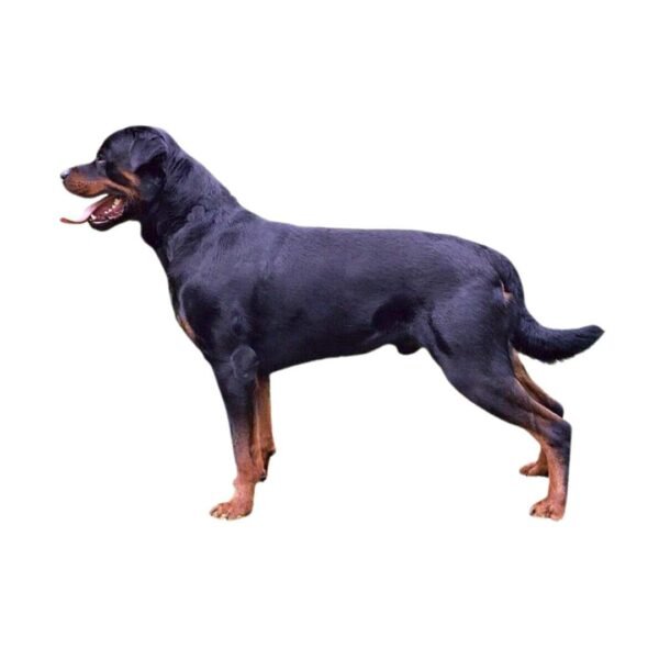Rottweiler - Image 2