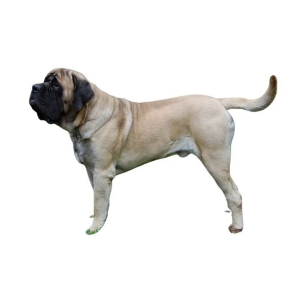 English Mastiff - Image 2