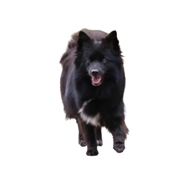 German Spitz - Image 2