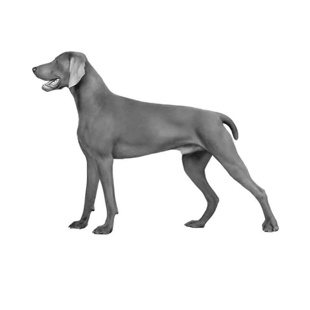 weimaraner - Image 2