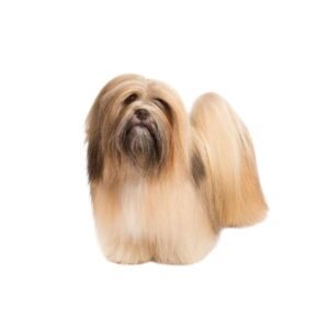 Lhasa-Apso