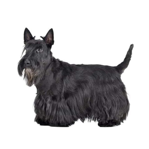 Scottish Terrier - Image 2
