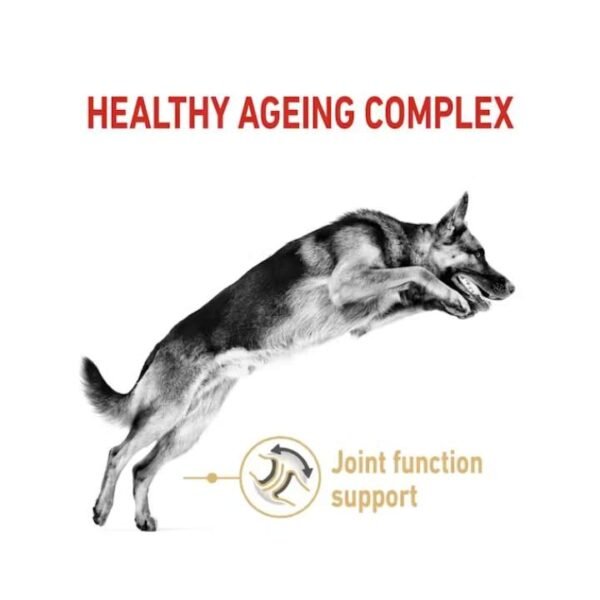 German Shepherd 5+ Dry Food For Dog - Image 2