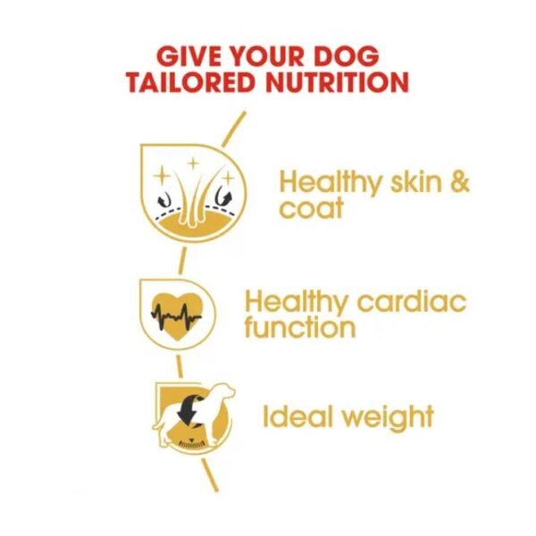 Golden Retriever Adult Dry Food For Dog - Image 3
