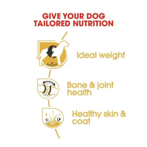 Labrador Retriever Adult Dry Food For Dog - Image 3